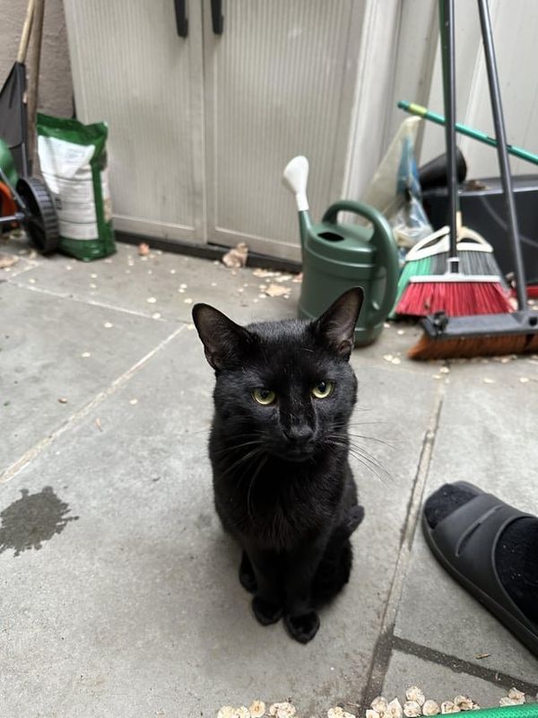Lost Cat in New York, New York — listing photo