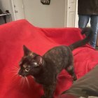 lost pet in Cincinnati, Ohio