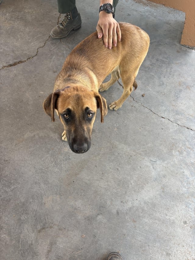 found dog in Tucson, Arizona