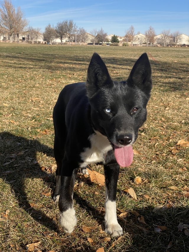Found Dog in Albuquerque, New Mexico — Dog found