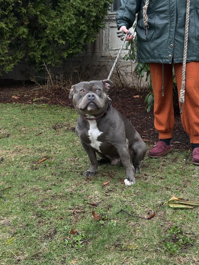 found dog in Providence, Rhode Island