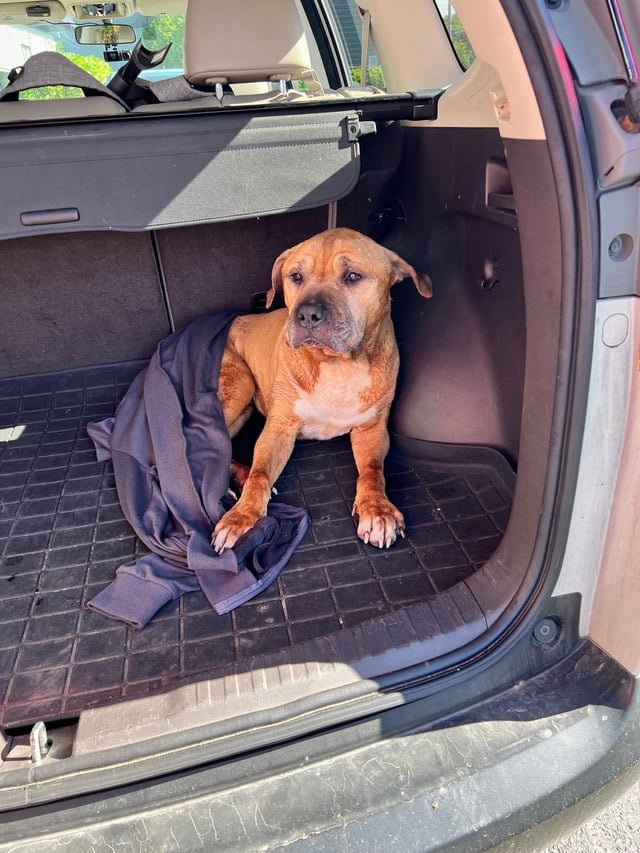Pet alert in Cincinnati, Ohio — listing photo