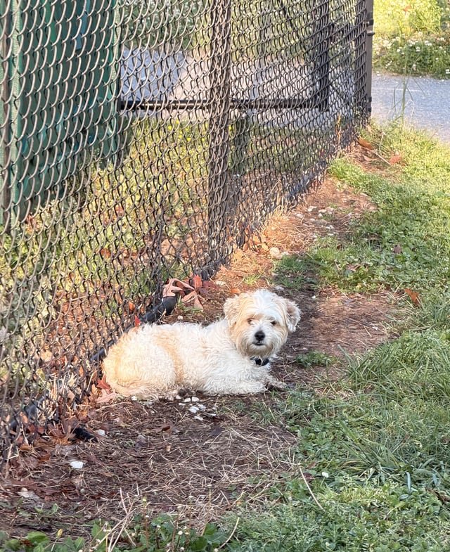Found Dog in Baltimore, Maryland — listing photo