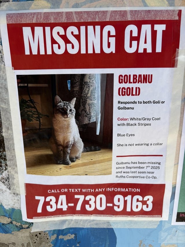 Lost Cat in Ann Arbor, Michigan — listing photo