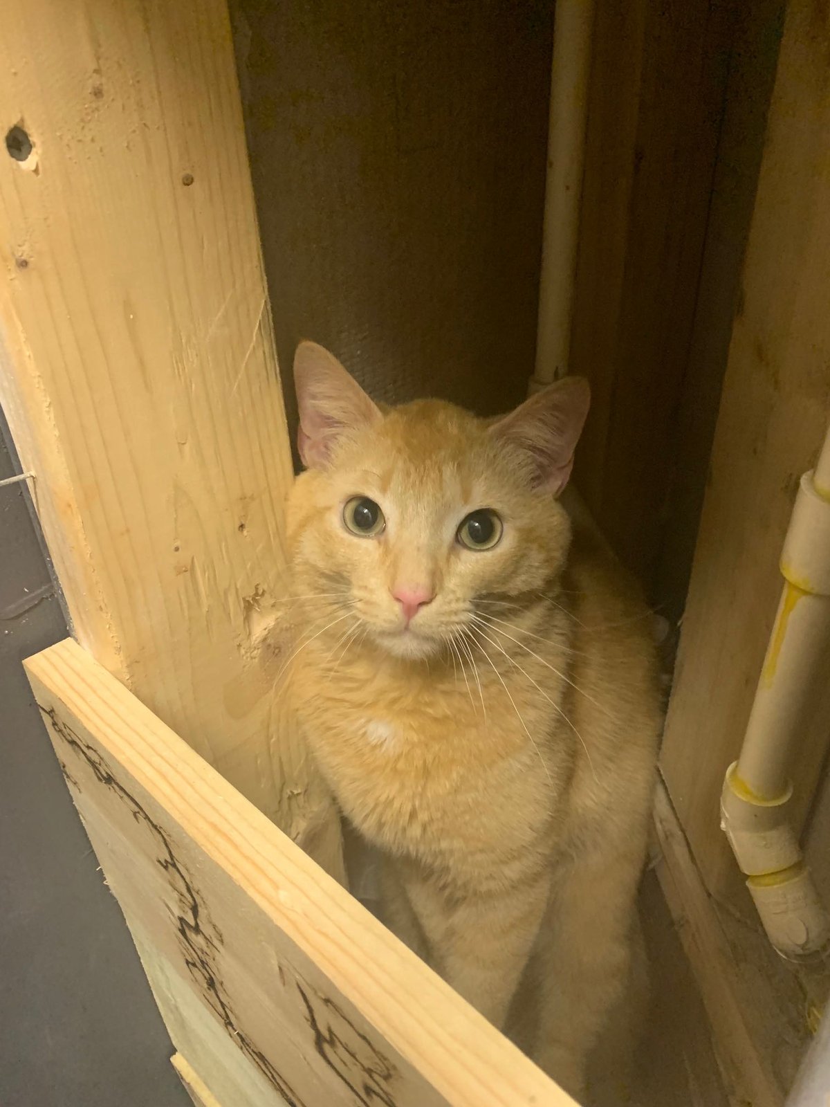 Lost Cat in Blairsville — listing photo