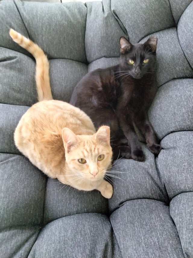 Lost Pet in St. Louis, Missouri — listing photo