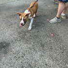 Lost Dog in Houston, Texas — Puppy found near minute maid last night. Need suggestions on how to reach out to homeless people in…
