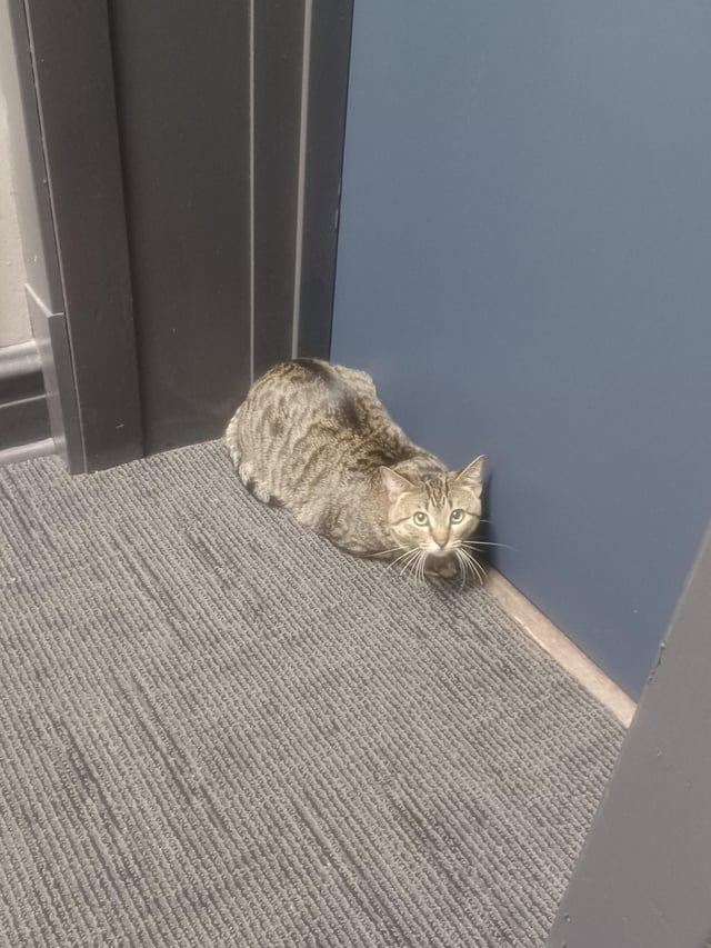 Lost Cat in Madison, Alabama — listing photo