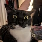 lost cat in Milwaukee, Wisconsin