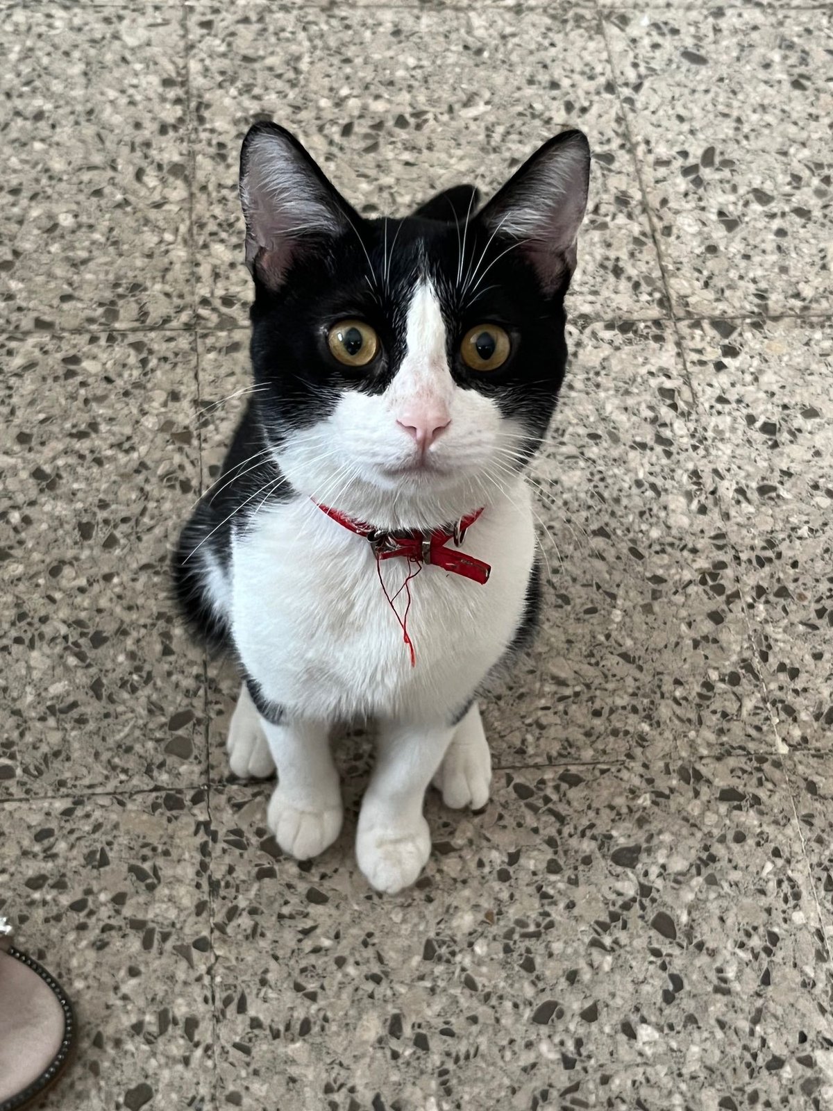 Lost Cat in Colorado Springs, Colorado — listing photo
