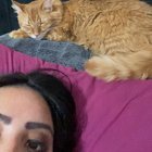 Lost Cat in San Antonio, Texas — listing photo