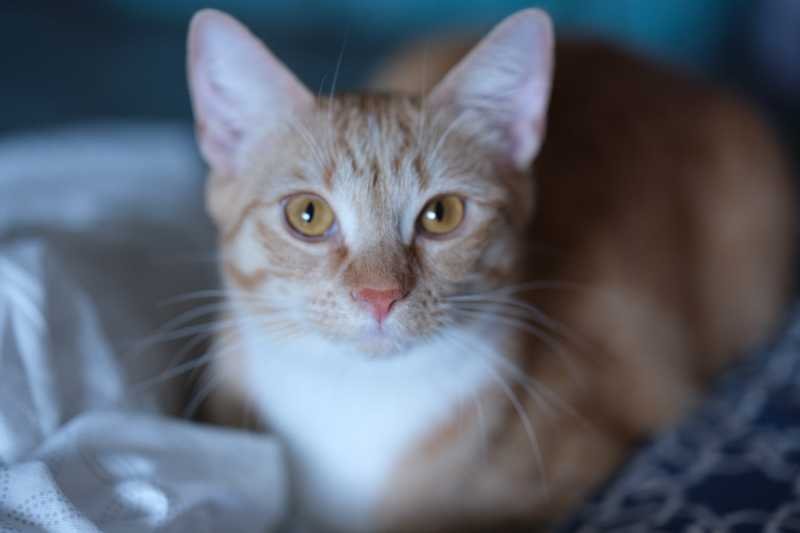Lost Cat in Moore, Oklahoma — listing photo