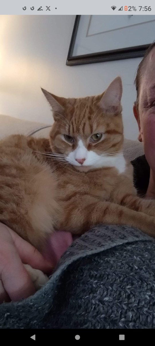 Lost Cat in Augusta — listing photo