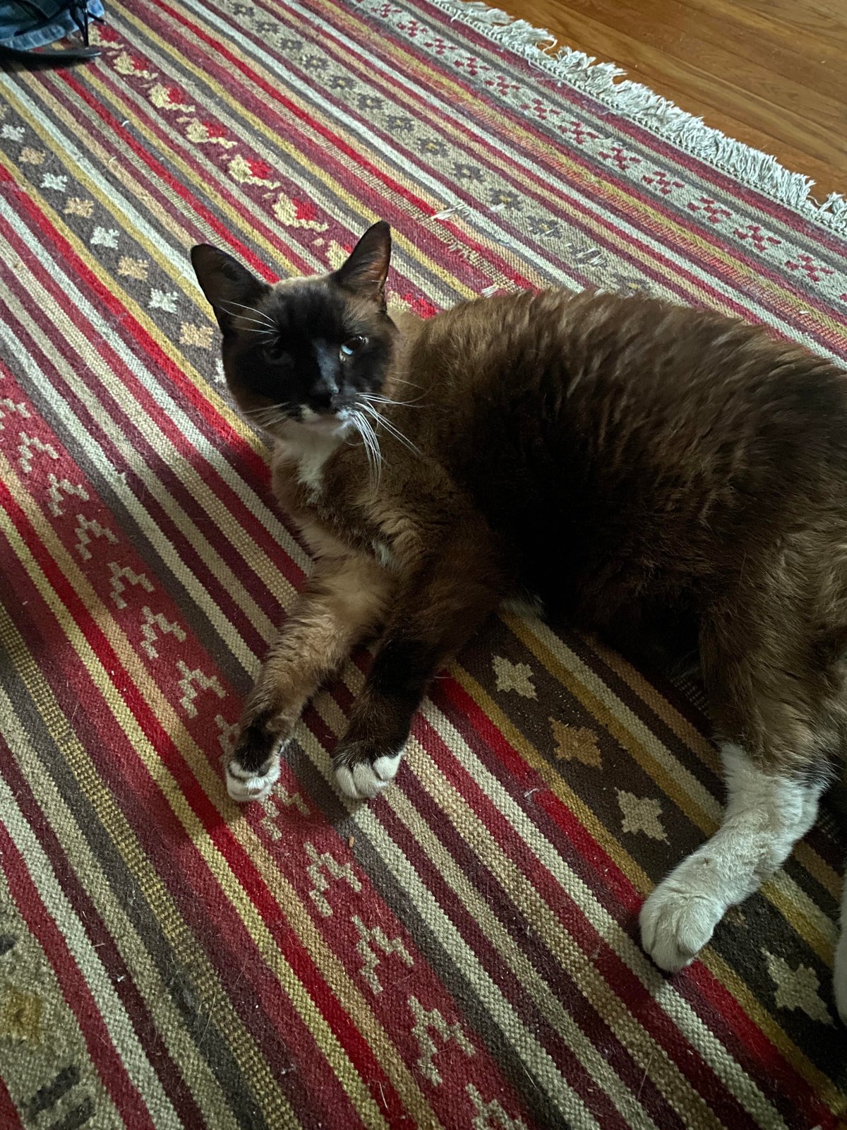 Lost Cat in Pittsburgh, Pennsylvania — listing photo