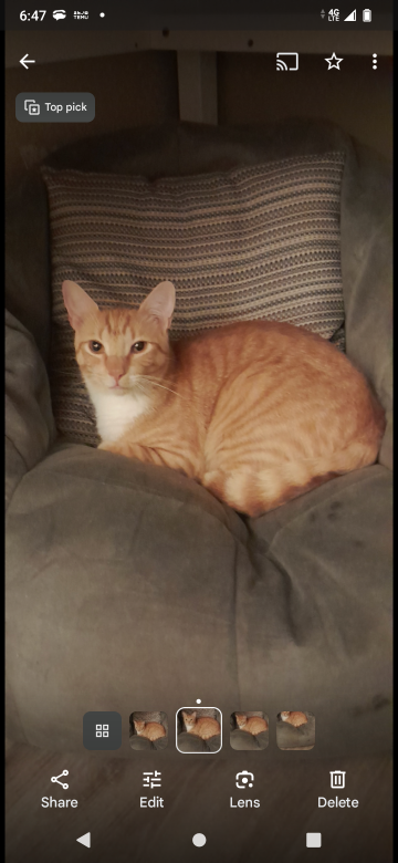 Lost Cat in Port Richey — listing photo