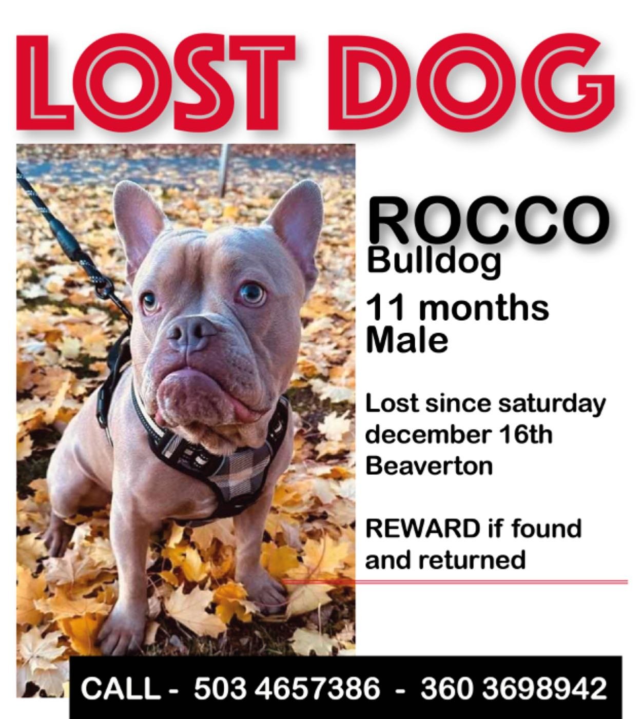 Lost Dog in Beaverton, Oregon — listing photo