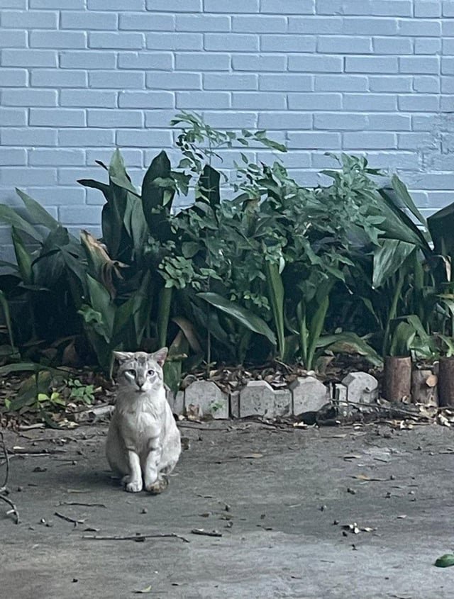 Lost Cat in Rescue — Cat in Storm Drain :(