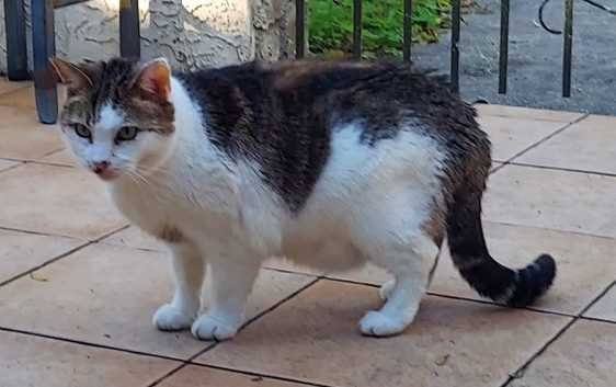 Found Cat in Tampa, Florida — listing photo