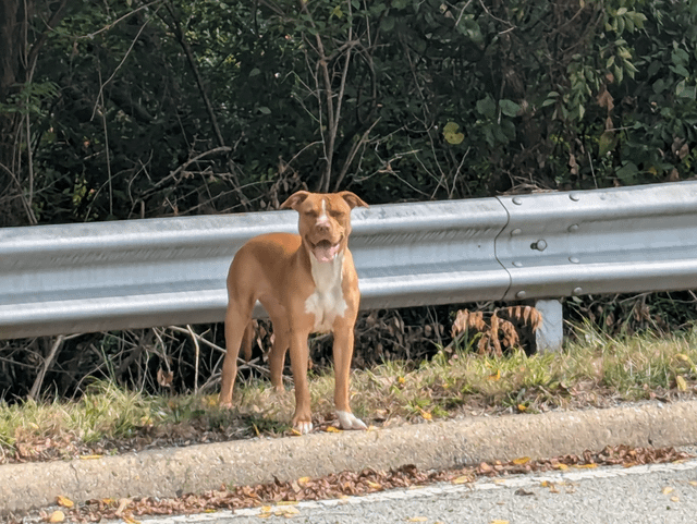 Lost Dog in Indianapolis, Indiana — listing photo