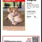 lost cat in San Jose, California