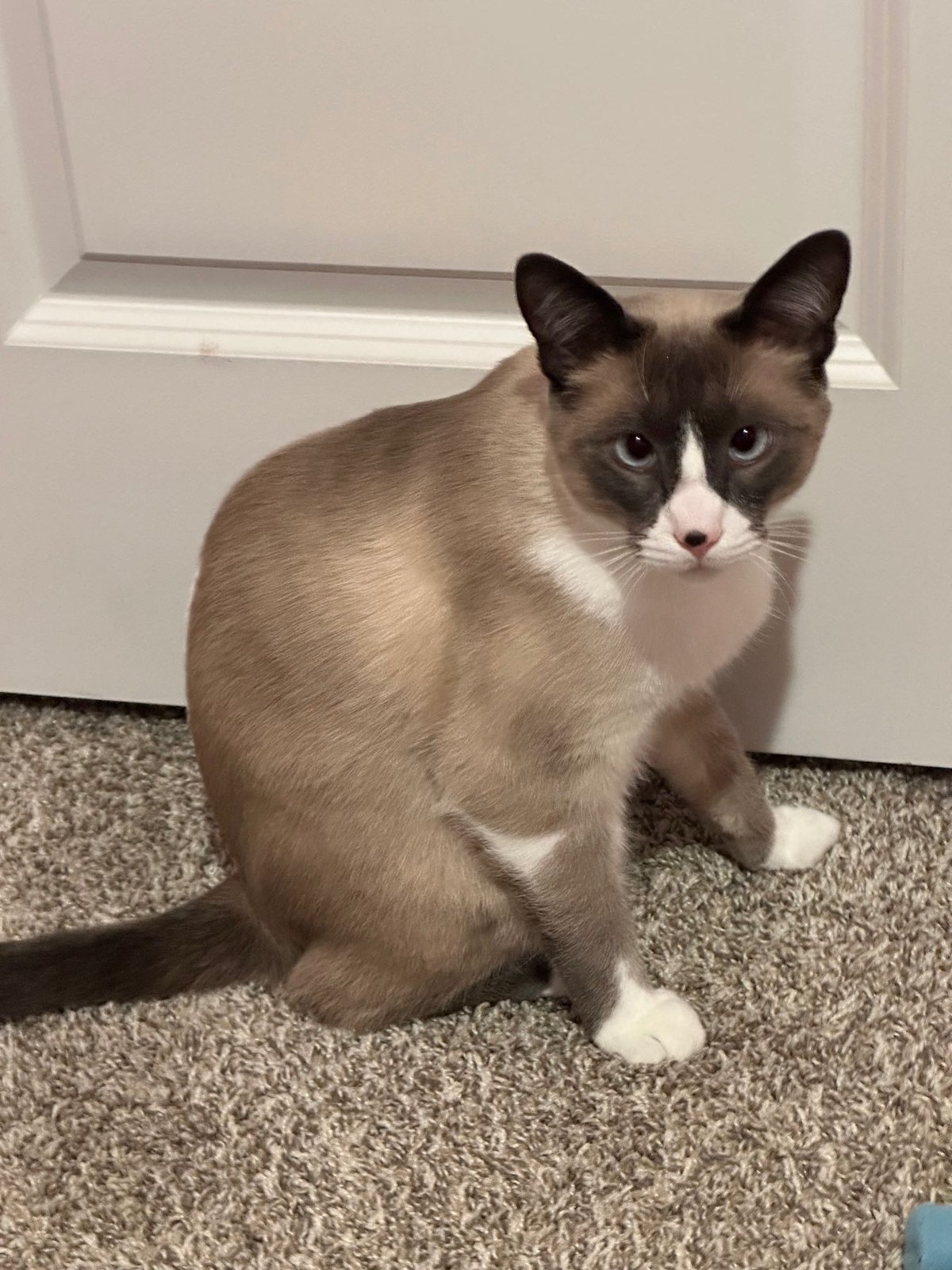 Lost Cat in New Caney — listing photo
