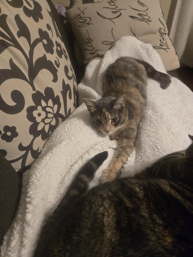 lost pet in Baltimore, Maryland