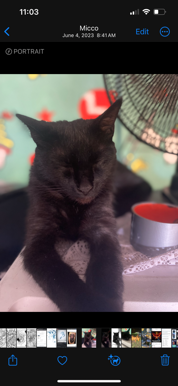 Lost Cat in Westminster, California — listing photo