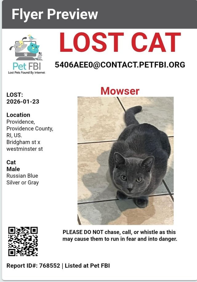 lost cat in Providence, Rhode Island