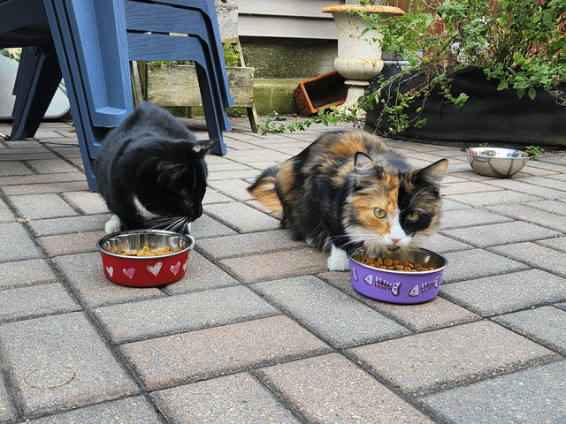 Lost Cat in Chicago, Illinois — Two stray cats (Bridgeport)