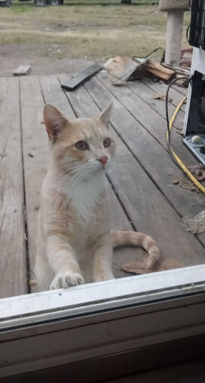 Lost Cat in Columbia, South Carolina — listing photo