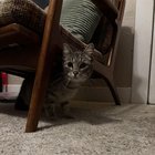 Lost Cat in Dayton, Ohio — listing photo