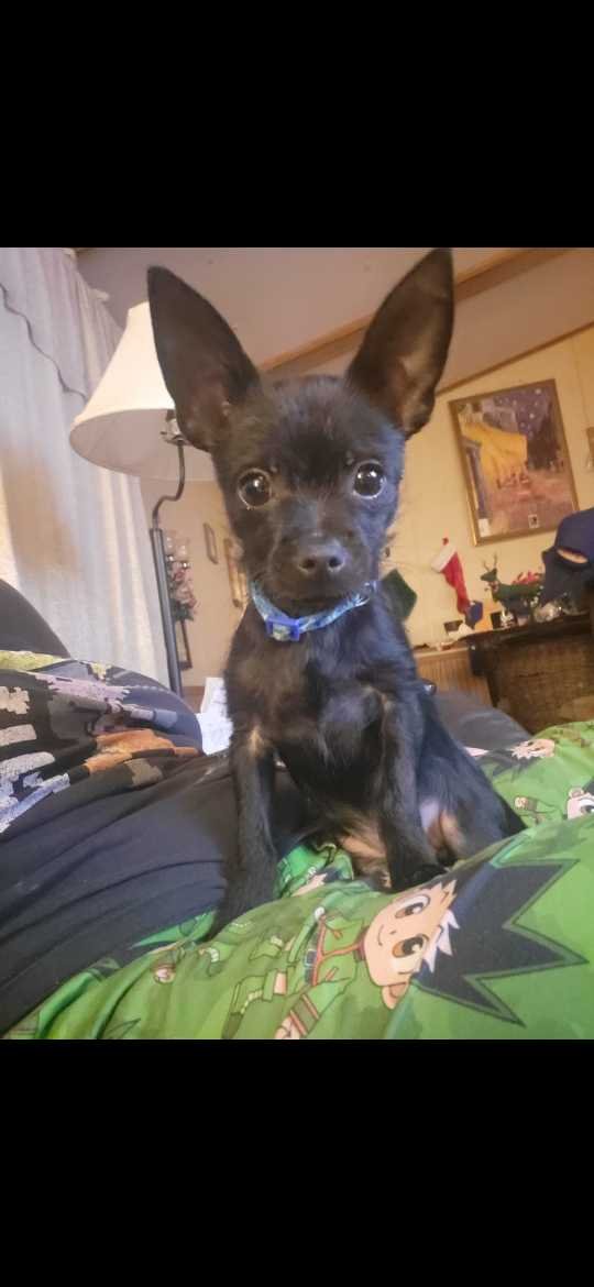 Lost Dog in Whitwell — listing photo