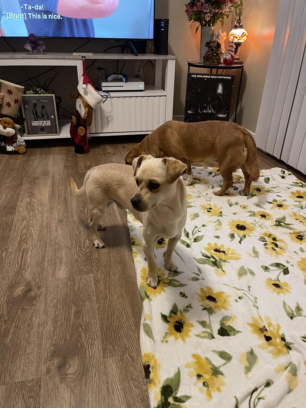 Found Dog in El Paso, Texas — listing photo