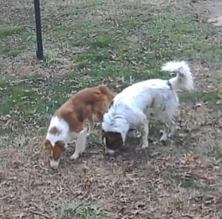 Lost Dog in Wichita, Kansas — listing photo