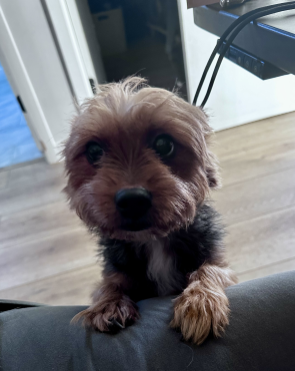 Lost Dog in Oakland, California — listing photo