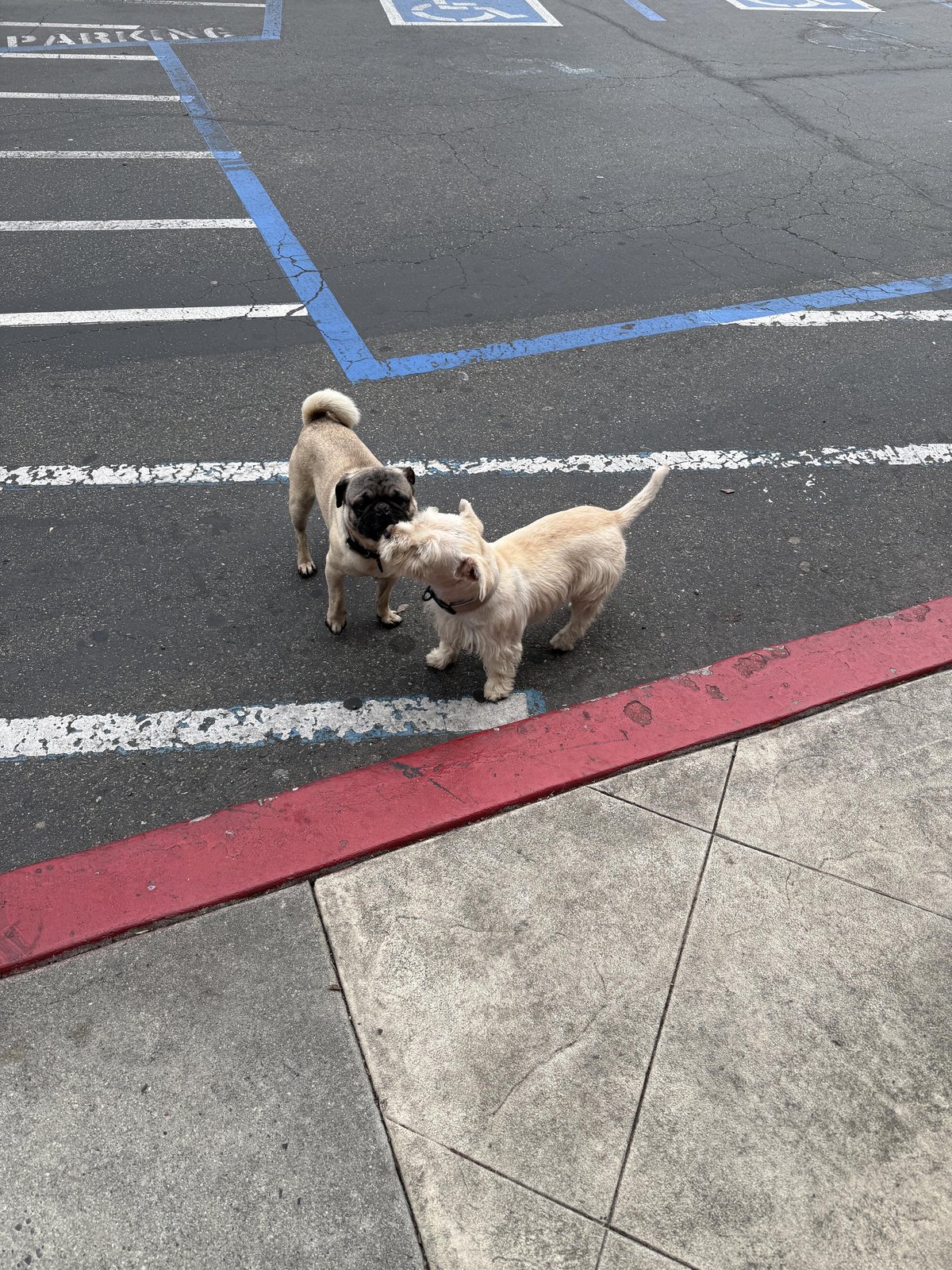 Found Pet in Fresno, California — Lost/Found Dogs near Cedar & Nees