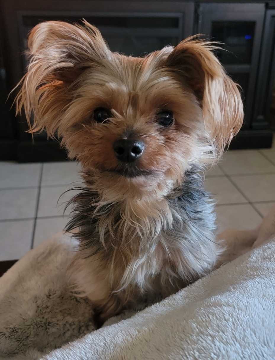 Lost Dog in Fort Worth, Texas — listing photo