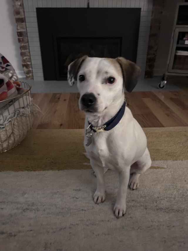 Lost Dog in Portland, Oregon — listing photo