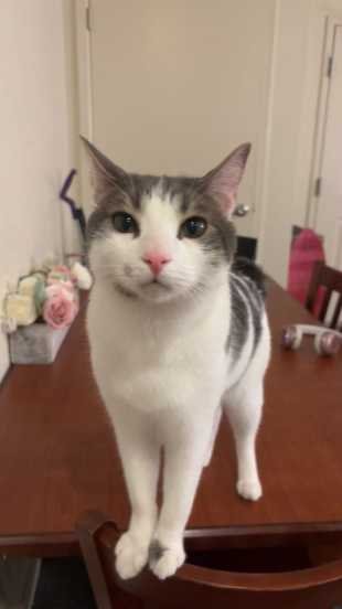 Lost Cat in San Jose, California — listing photo