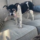 lost dog in Nashville, Tennessee