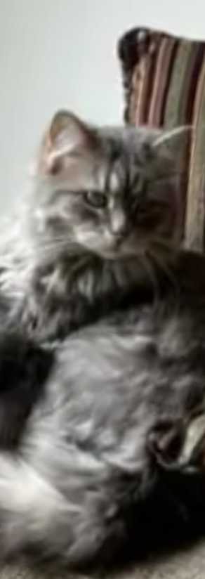 lost cat in Sumas, Washington
