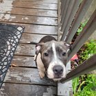 Lost Dog in Milwaukee, Wisconsin — listing photo