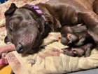 Found Dog in Kansas City, Missouri — Is this shar pei puppy your dog??
