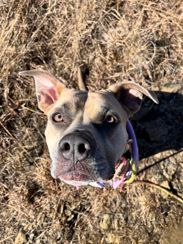 Lost Dog in K — listing photo