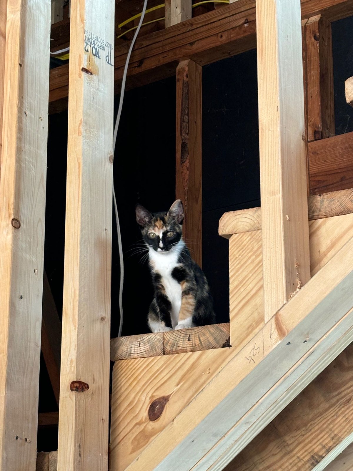 Lost Cat in Anderson, Indiana — listing photo