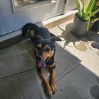 lost dog in Jacksonville, Florida