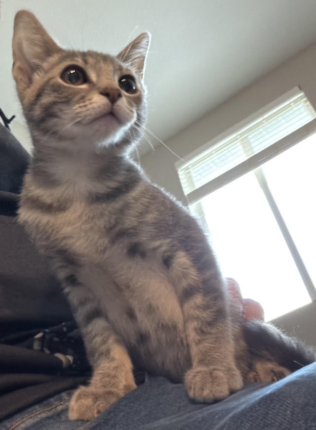 lost cat in Des Moines, Iowa