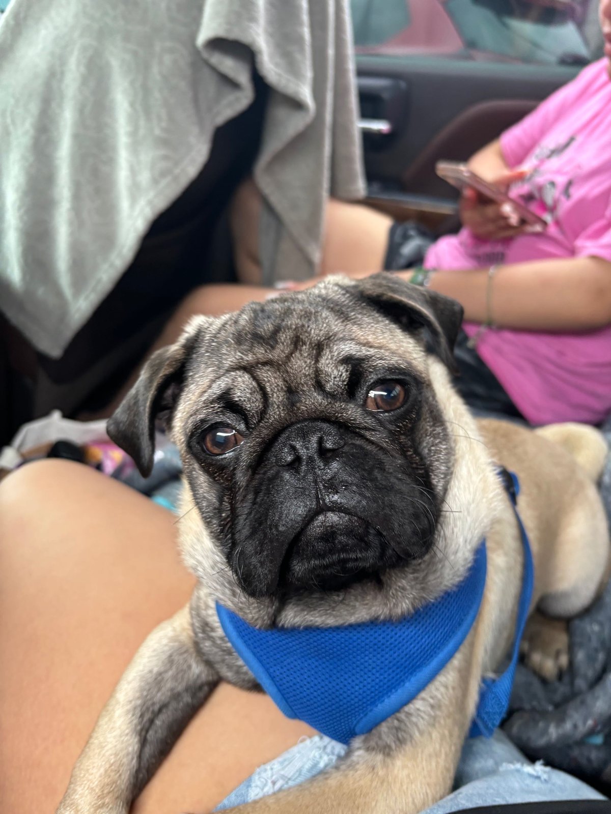 Lost Dog in Fort Worth, Texas — listing photo