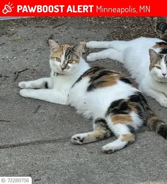 found cat in Bloomington, Minnesota