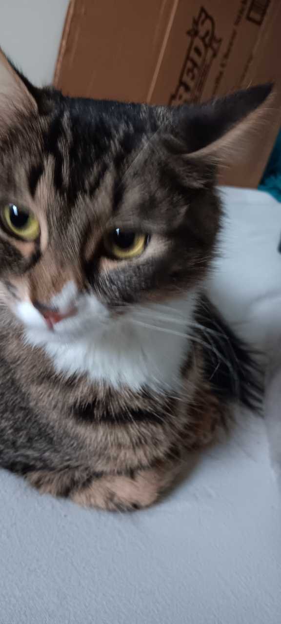 Lost Cat in Oakland, California — listing photo
